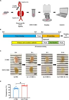 Whole-Mount Kidney Clearing and Visualization Reveal Renal Sympathetic Hyperinnervation in Heart Failure Mice